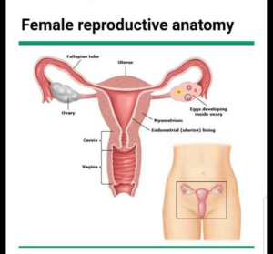 تصویر-آدنومیوز-رحم-8525