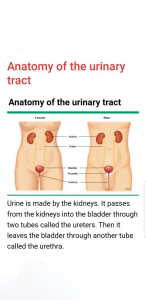 تصویر-عفونت-ادراری-8512