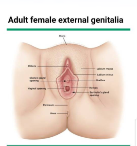 تصویر-کیست-غده-بارتولین-8522