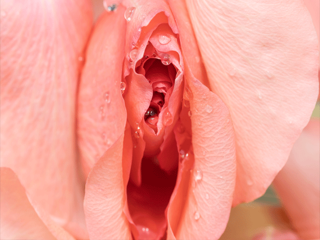 تصویر-جدیدترین-تکنیک-سفید-کردن-واژن-9876