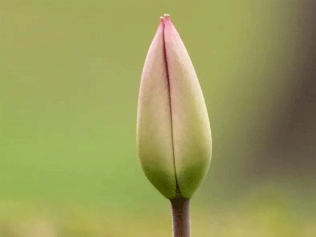 تصویر-بهترین-سن-لابیاپلاستی-8363