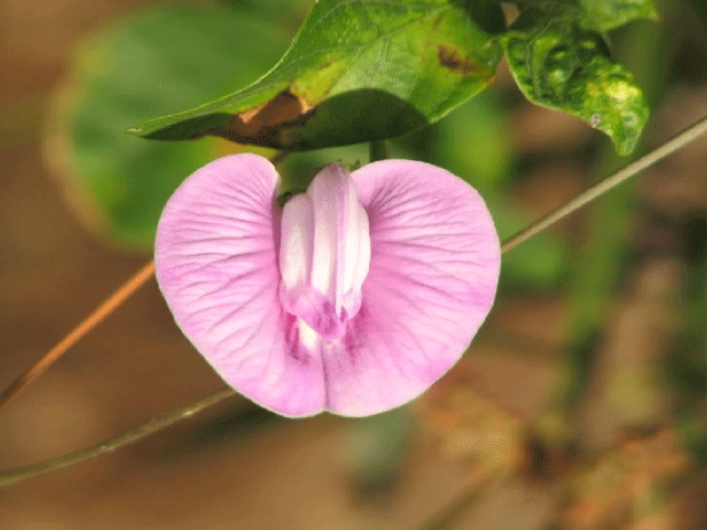 تصویر-لابیاپلاستی-بدون-درد-و-خونریزی-9765